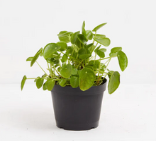 Load image into Gallery viewer, PILEA-PEPPERMOIDES-CHINESE MONEY
