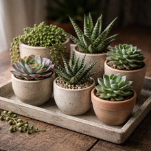 Load image into Gallery viewer, SUCCULENTS ASSORTED
