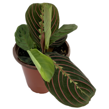 Load image into Gallery viewer, PRAYER PLANT
