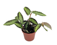 Load image into Gallery viewer, PELLIONIA-REPENS
