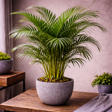 Load image into Gallery viewer, PALM-ARECA
