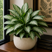 Load image into Gallery viewer, AGLAONEMA-SILVERBAY-CHINESE EVRGRN
