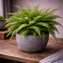 Load image into Gallery viewer, FERN-DALLAS
