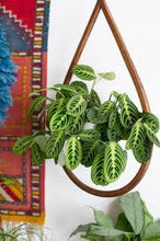 Load image into Gallery viewer, PRAYER PLANT
