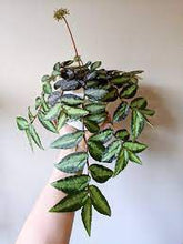 Load image into Gallery viewer, PELLIONIA-REPENS
