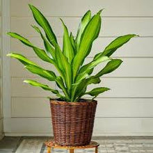 Load image into Gallery viewer, DRACAENA CORN PLANT
