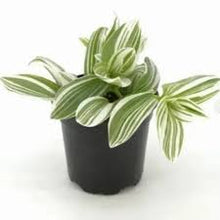 Load image into Gallery viewer, TRADESCANTIA-PISTACHIO
