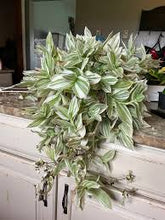 Load image into Gallery viewer, TRADESCANTIA-PISTACHIO
