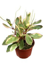 Load image into Gallery viewer, PEPEROMIA-GINNY
