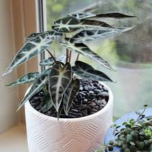 Load image into Gallery viewer, ALOCASIA-BAMBINO
