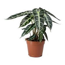 Load image into Gallery viewer, ALOCASIA-BAMBINO
