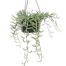Load image into Gallery viewer, FISH HOOK-SENECIO RADICANS
