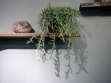 Load image into Gallery viewer, FISH HOOK-SENECIO RADICANS
