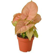 Load image into Gallery viewer, NEPHTHYTIS-ASSORTED
