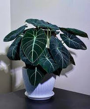 Load image into Gallery viewer, ALOCASIA-BLACK VELVET
