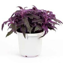 Load image into Gallery viewer, GYNURA-PURPLE PASSION
