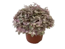 Load image into Gallery viewer, Potted plant with pink and green leaves on a white background
