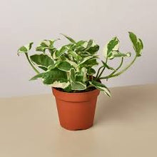 Load image into Gallery viewer, POTHOS-N-JOY
