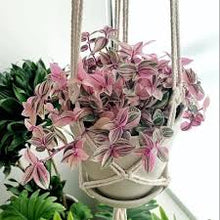 Load image into Gallery viewer, TRADESCANTIA-PINK

