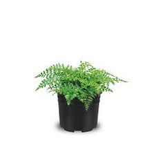 Load image into Gallery viewer, FERN-MOTHER
