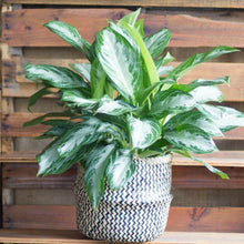 Load image into Gallery viewer, AGLAONEMA-SILVERBAY-CHINESE EVRGRN
