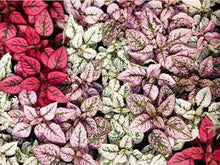 Load image into Gallery viewer, POLKA DOT PLANT
