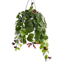 Load image into Gallery viewer, LIPSTICK-PLANT
