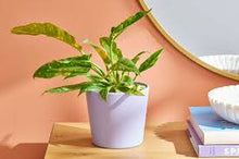 Load image into Gallery viewer, PHILODENDRON-RING OF FIRE
