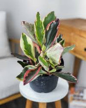 Load image into Gallery viewer, PEPEROMIA-GINNY
