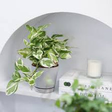 Load image into Gallery viewer, POTHOS-N-JOY
