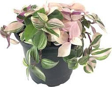 Load image into Gallery viewer, TRADESCANTIA-PINK

