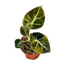 Load image into Gallery viewer, ALOCASIA-BLACK VELVET

