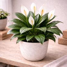 Load image into Gallery viewer, SPATHIPHYM-PEACE LILY
