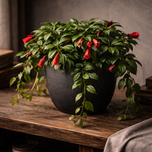 Load image into Gallery viewer, LIPSTICK-PLANT
