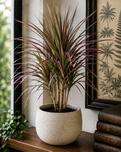 Load image into Gallery viewer, Potted plant on a wooden surface with a decorative frame in the background
