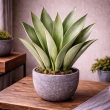 Load image into Gallery viewer, SANSEVERIA -MOONSHINE -SNAKE PLANT

