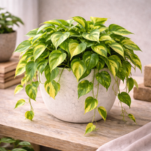 Load image into Gallery viewer, POTHOS-GOLDEN
