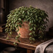 Load image into Gallery viewer, PELLIONIA-REPENS
