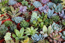Load image into Gallery viewer, SUCCULENTS ASSORTED

